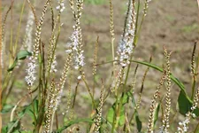 Persicaria amplexicaulis 'Alba'