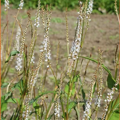 Persicaria amplexicaulis 'Alba'
