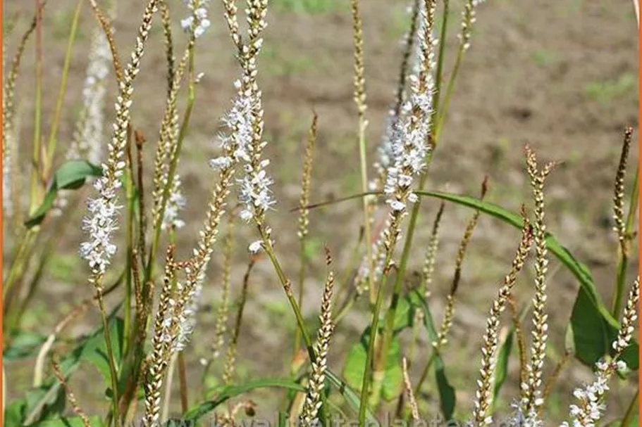Persicaria amplexicaulis 'Alba'