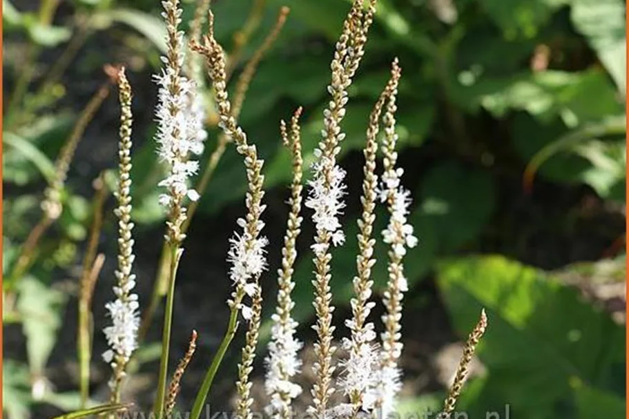 Persicaria amplexicaulis 'Alba'