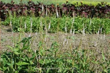 Persicaria amplexicaulis 'Alba'