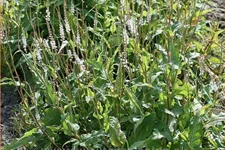 Persicaria amplexicaulis 'Alba'