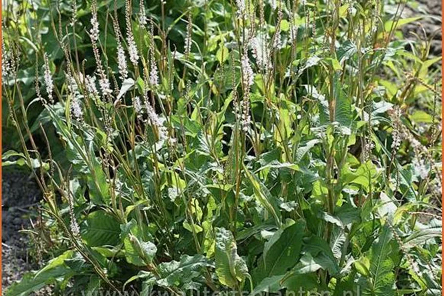 Persicaria amplexicaulis 'Alba'