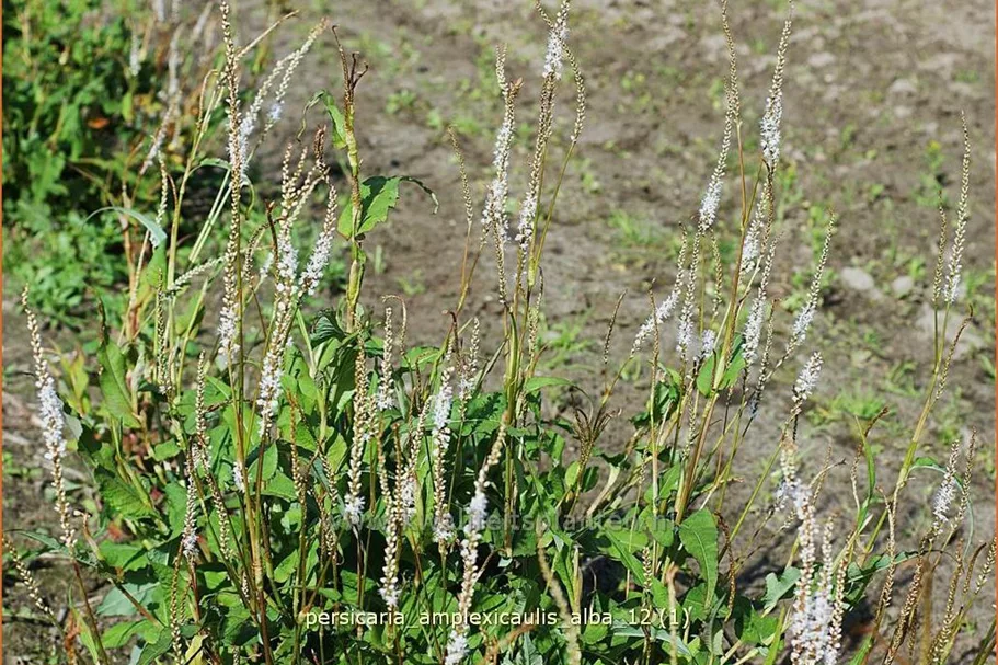 Persicaria amplexicaulis 'Alba'