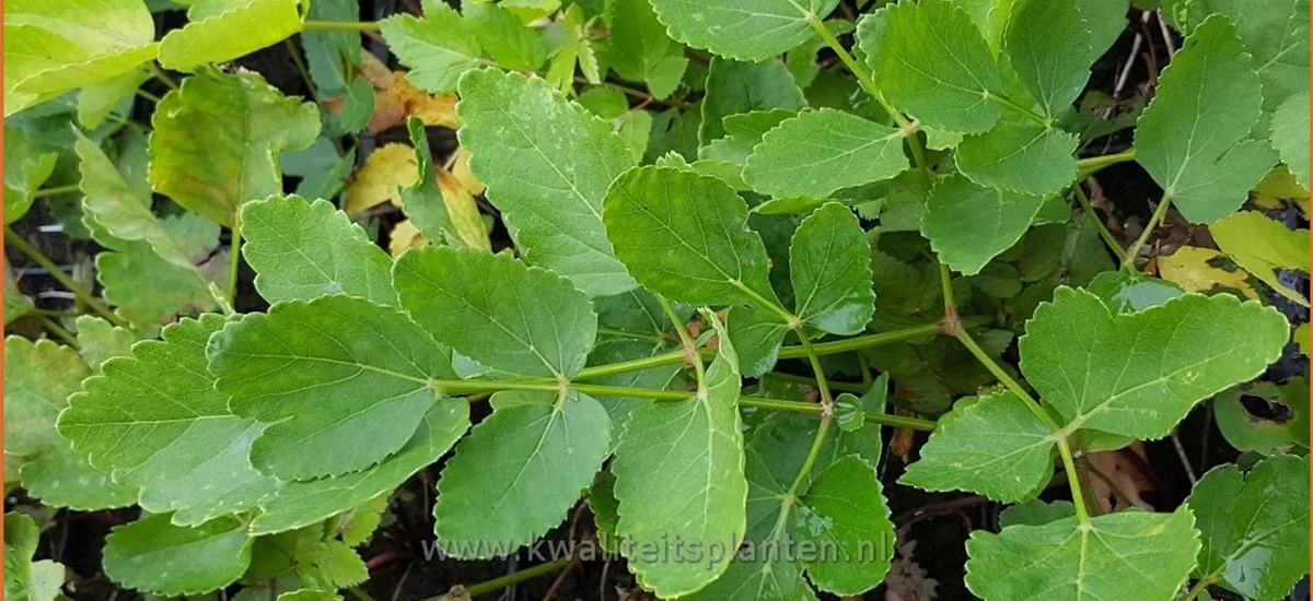 Peucedanum verticillare