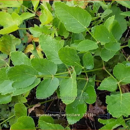 Peucedanum verticillare