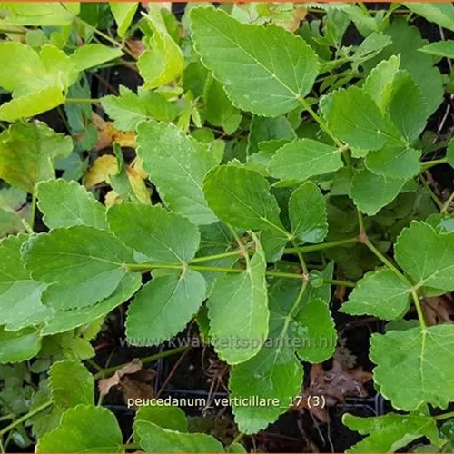 Peucedanum verticillare