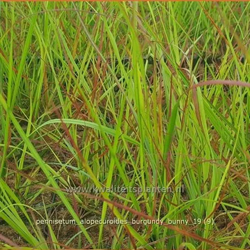 Pennisetum alopecuroides 'Burgundy Bunny'