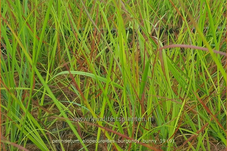 Pennisetum alopecuroides 'Burgundy Bunny'