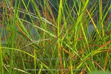 Pennisetum alopecuroides 'Burgundy Bunny'