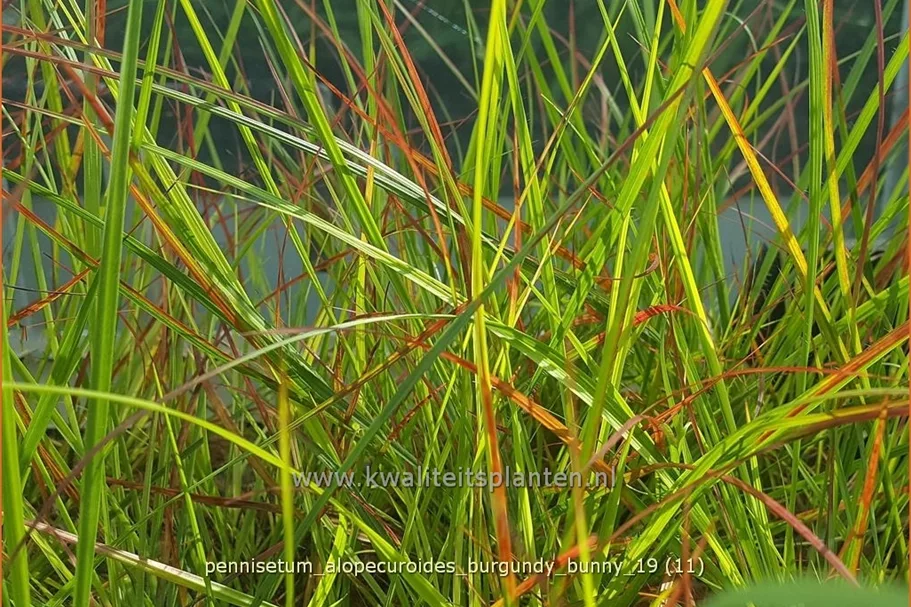 Pennisetum alopecuroides 'Burgundy Bunny'