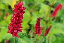 Persicaria amplexicaulis 'Anne's Choice'