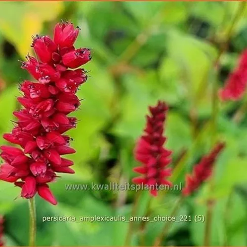 Persicaria amplexicaulis 'Anne's Choice'