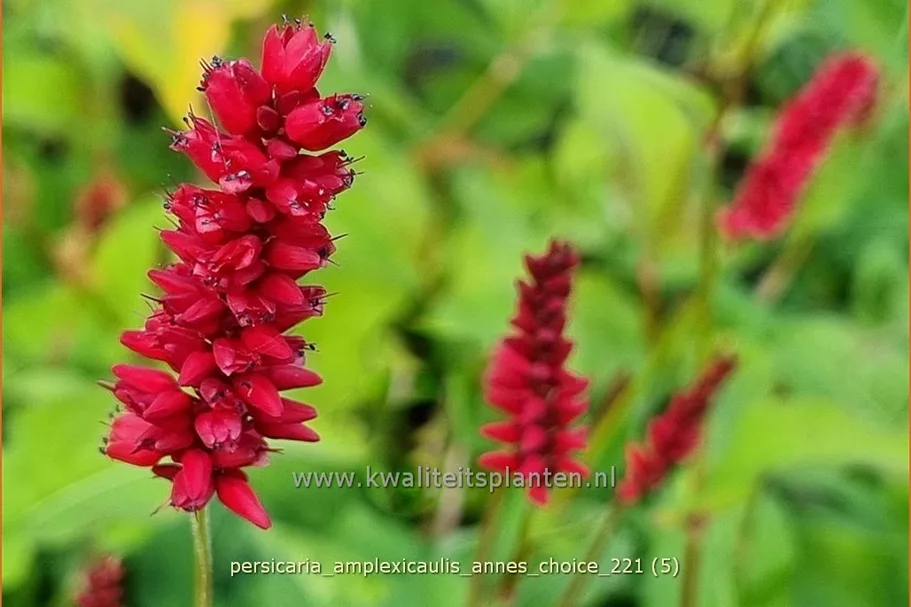 Persicaria amplexicaulis 'Anne's Choice'