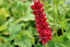 Persicaria amplexicaulis 'Anne's Choice'