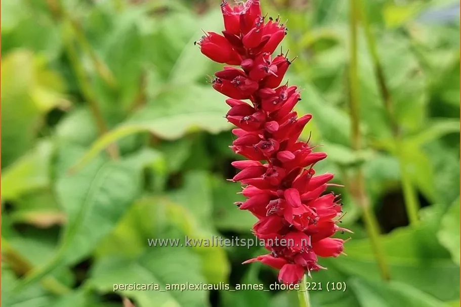 Persicaria amplexicaulis 'Anne's Choice'