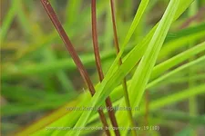 Pennisetum alopecuroides 'Burgundy Bunny'