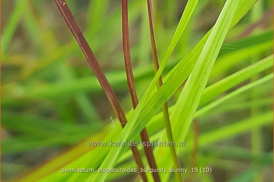 Pennisetum alopecuroides 'Burgundy Bunny'