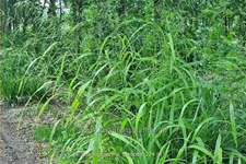 Phaenosperma globosa