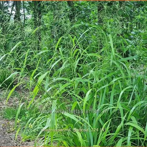 Phaenosperma globosa