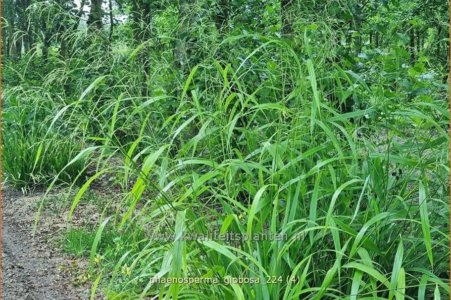 Phaenosperma globosa