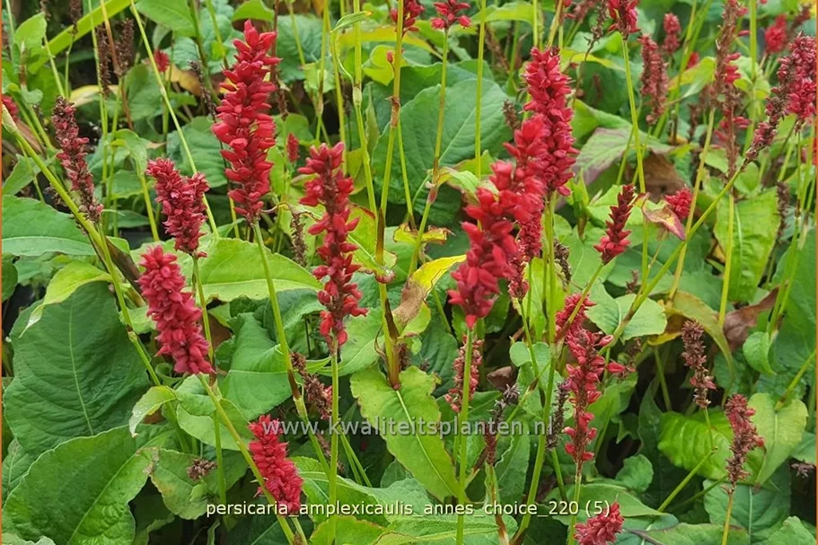Persicaria amplexicaulis 'Anne's Choice'