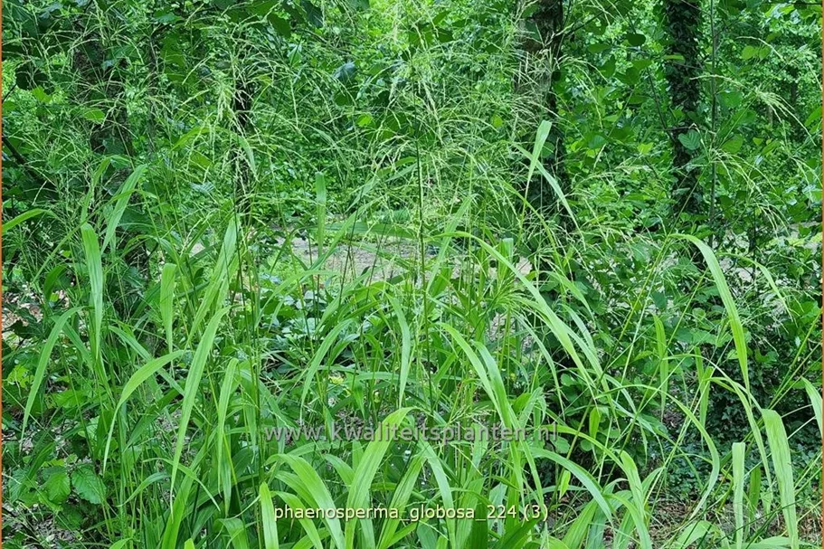 Phaenosperma globosa