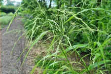 Phaenosperma globosa