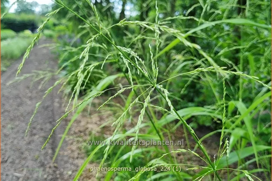 Phaenosperma globosa
