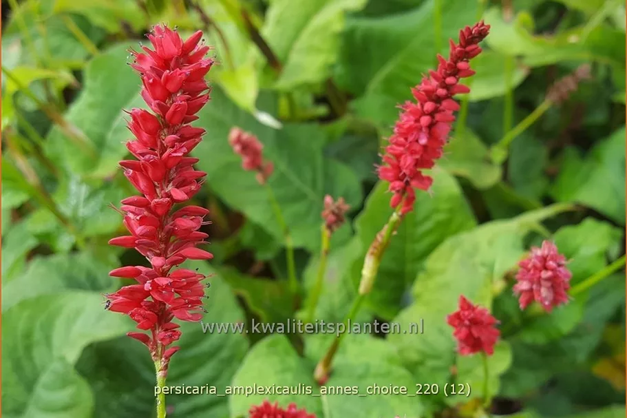 Persicaria amplexicaulis 'Anne's Choice'