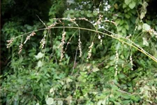 Phaenosperma globosa