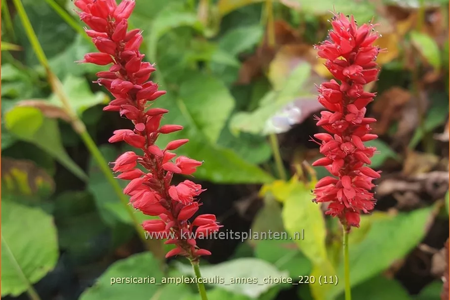 Persicaria amplexicaulis 'Anne's Choice'