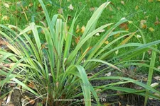 Phaenosperma globosa