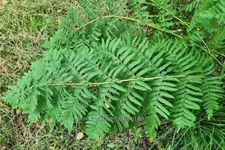 Osmunda regalis