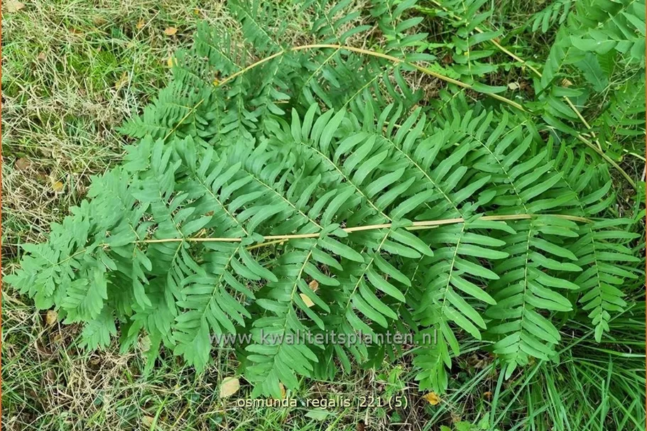 Osmunda regalis