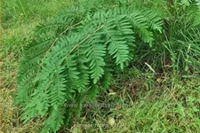 Osmunda regalis