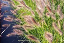 Pennisetum alopecuroides 'Cassian'