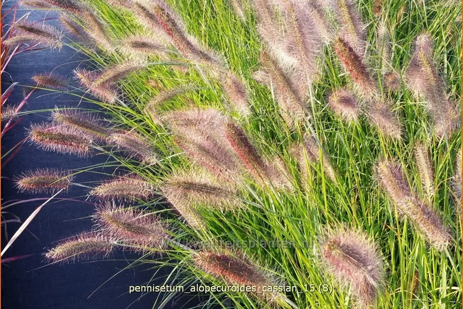 Pennisetum alopecuroides 'Cassian'