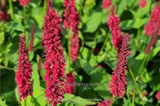 Persicaria amplexicaulis 'Blackfield'