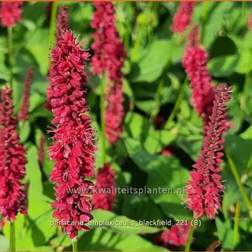 Persicaria amplexicaulis 'Blackfield'