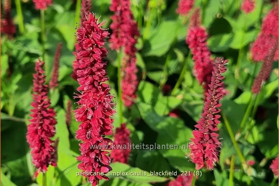 Persicaria amplexicaulis 'Blackfield'