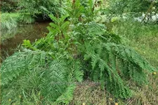 Osmunda regalis