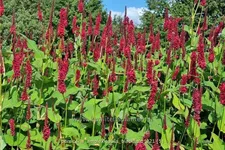 Persicaria amplexicaulis 'Blackfield'