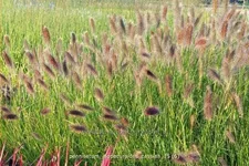 Pennisetum alopecuroides 'Cassian'