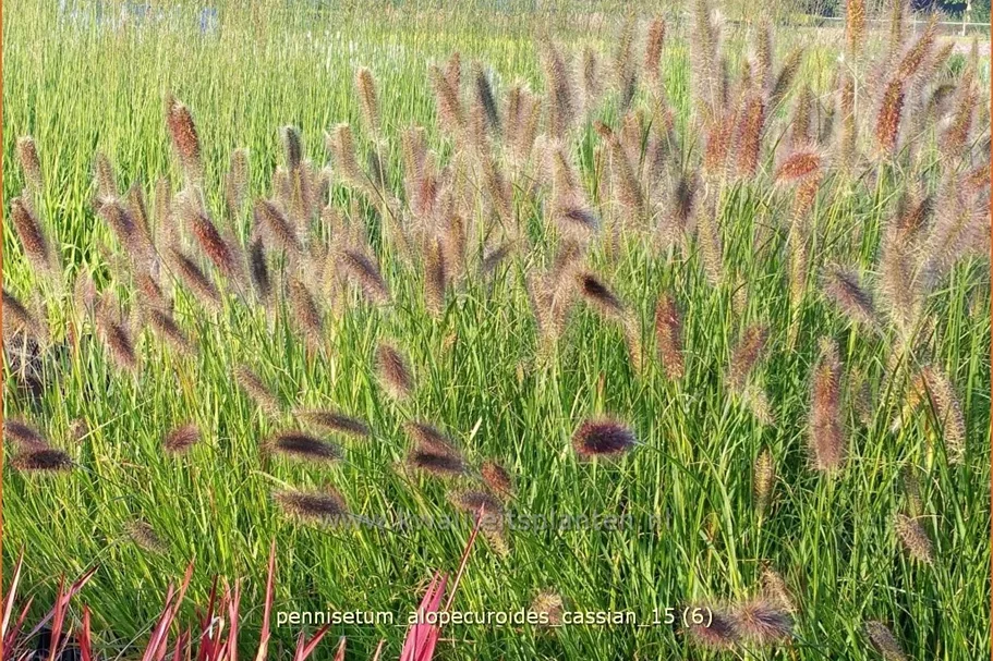 Pennisetum alopecuroides 'Cassian'