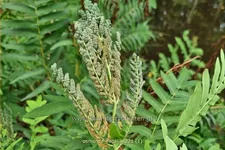 Osmunda regalis
