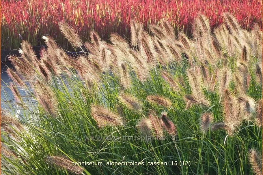Pennisetum alopecuroides 'Cassian'