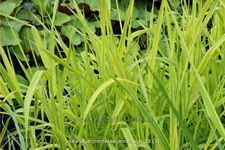 Phalaris arundinacea 'Arctic Sun'