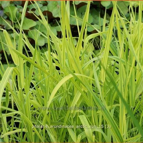 Phalaris arundinacea 'Arctic Sun'