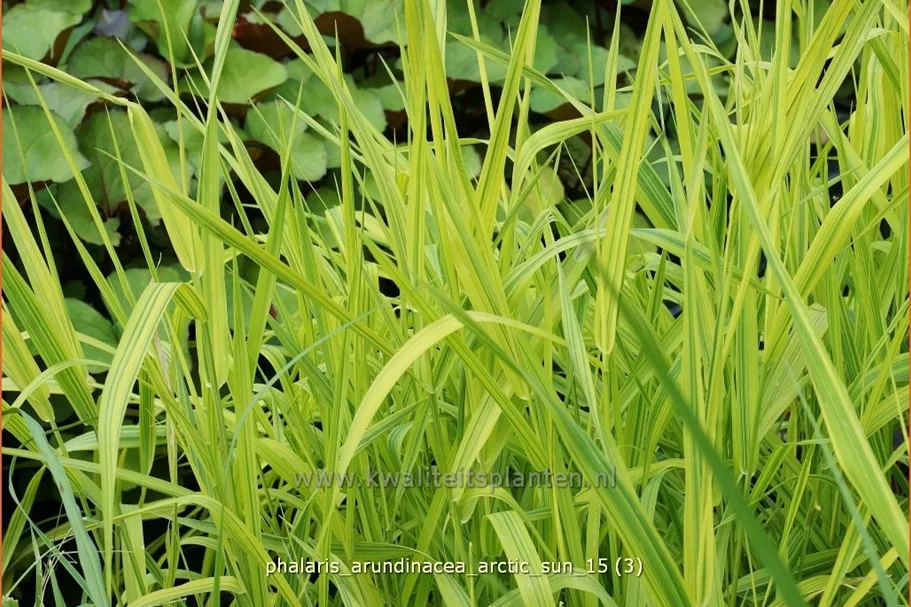 Phalaris arundinacea 'Arctic Sun'